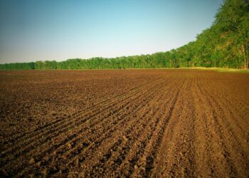 Екснардеп та чиновники привласнили тисячі гектарів землі майже на 300 мільйонів гривень