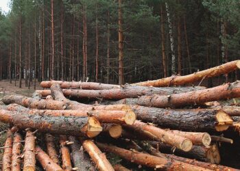 вирубка лісу