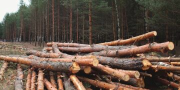 вирубка лісу