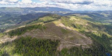 вирубка дерев