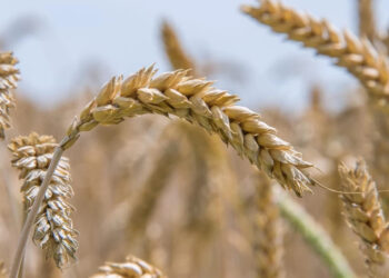 Партнерами земельного магната Задираки є скандальна родина юристів Дармограй, — ЗМІ