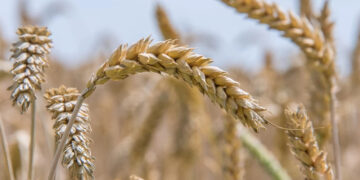 Партнерами земельного магната Задираки є скандальна родина юристів Дармограй, — ЗМІ