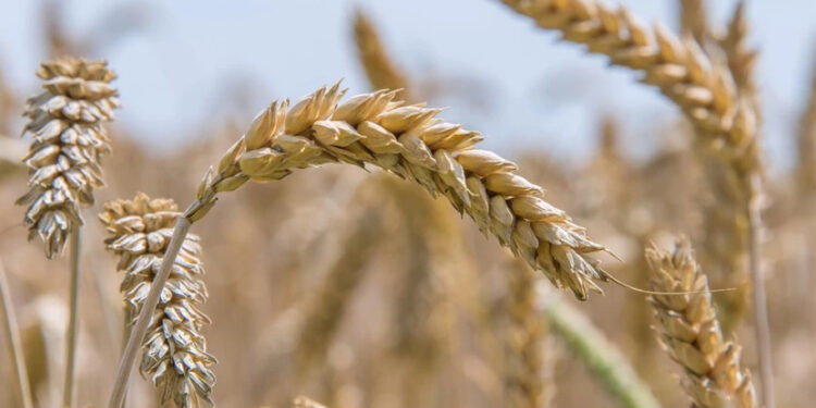 Партнерами земельного магната Задираки є скандальна родина юристів Дармограй, — ЗМІ