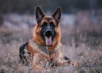 Прикордонний пес зупинив ухилянтів на кордоні в Карпатах