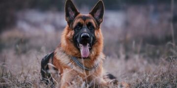 Прикордонний пес зупинив ухилянтів на кордоні в Карпатах