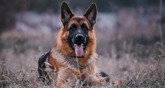Прикордонний пес допоміг затримати двох ухилянтів у Карпатах (ВІДЕО) 1 Прикордонний пес зупинив ухилянтів на кордоні в Карпатах