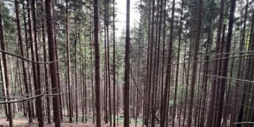 ДБР завершило розслідування щодо незаконної вирубки дерев у Нацпарку «Гуцульщина»