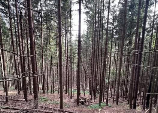 Директор лісгоспу організував схему на понад 257 мільйонів гривень у Нацпарку "Гуцульщина" (Відео) 1 ДБР завершило розслідування щодо незаконної вирубки дерев у Нацпарку «Гуцульщина»