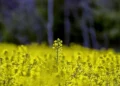 Переробники тягнуть через Раду 10% мита на експорт сої та ріпаку, бо не готові платити конкурентну ціну – ВАР