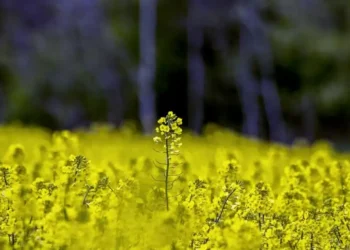 Переробники тягнуть через Раду 10% мита на експорт сої та ріпаку, бо не готові платити конкурентну ціну – ВАР