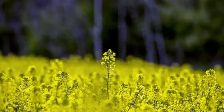 Переробники тягнуть через Раду 10% мита на експорт сої та ріпаку, бо не готові платити конкурентну ціну - ВАР 1 Переробники тягнуть через Раду 10% мита на експорт сої та ріпаку, бо не готові платити конкурентну ціну – ВАР