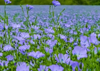 ЗМІ розповіли, як Павло Бабіч та Ірина Костюшко на гроші росіян розвивають агробізнес на Житомирщині