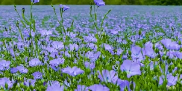 ЗМІ розповіли, як Павло Бабіч та Ірина Костюшко на гроші росіян розвивають агробізнес на Житомирщині