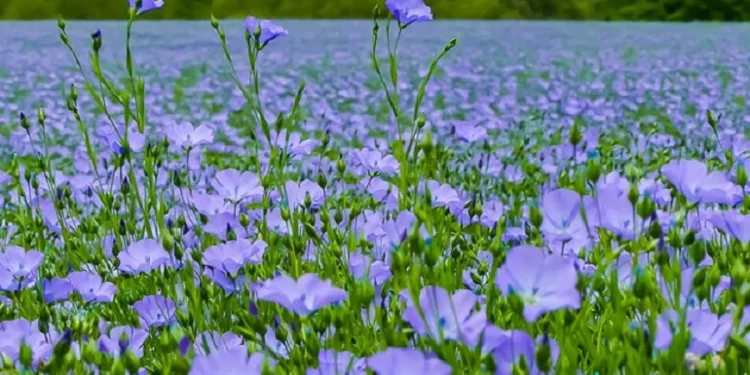 ЗМІ розповіли, як Павло Бабіч та Ірина Костюшко на гроші росіян розвивають агробізнес на Житомирщині