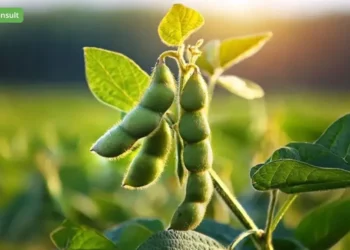 Україна може втратити прогрес вступу до ЄС через проблемні мита на сою та ріпак – ЗМІ