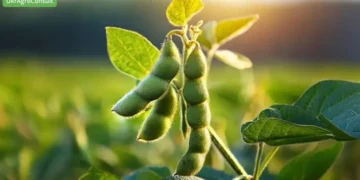 Україна може втратити прогрес вступу до ЄС через проблемні мита на сою та ріпак – ЗМІ