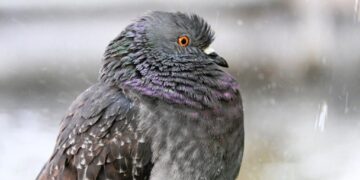 Дощі, грози та до +33°: якою буде погода в Україні цього тижня