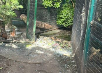 Нічний обстріл Києва пошкодив зоопарк: що відомо про наслідки