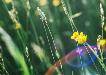 Україну розжарить до +38°: синоптик попередив про спекотні вихідні