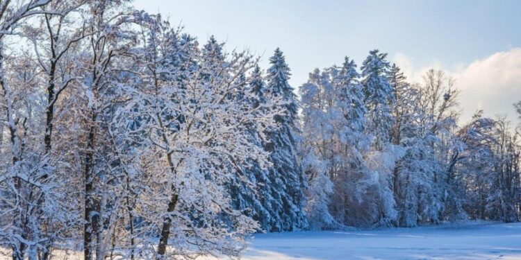В Україні взимку можливе різке похолодання до -20°C: коли чекати морозів 1 В Україні взимку можливе різке похолодання до -20°C: коли чекати морозів