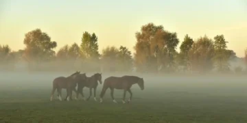 Осінь підступає: де в Україні буде холодно вночі та туманно вранці