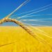 Аграрному сектору України може не вистачити коштів уже навесні 2027 року: що відомо 7 Аграрному сектору України може не вистачити коштів уже навесні 2027 року: що відомо