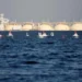 Росія будує газовози для Арктики: як новий флот допоможе Кремлю обходити санкції 7 Росія будує газовози для Арктики: як новий флот допоможе Кремлю обходити санкції
