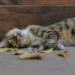 Вночі — майже зима, вдень — до +23: погода готує українцям контраст 7 Вночі — майже зима, вдень — до +23: погода готує українцям контраст